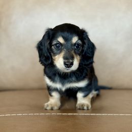Dachshund Puppies from Gem State Mini Dachshunds