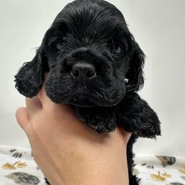 Courage - Black male Cocker Spaniel puppy in Cincinnati, Ohio from Abundance of Joy LLC Cocker Spaniels