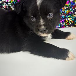 Kobe - Black male Toy Australian Shepherd puppy in Smithville, Arkansas from Cooper Creek Aussies