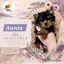 Awnia - Black and tan female Yorkshire Terrier puppy in Moses Lake, Washington from Harmony Hills Yorkies