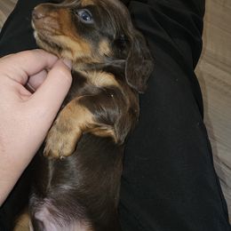 Dachshund Puppies from Smiling Dog Dachshunds