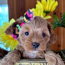Lady Kluck - Red female Cavapoo puppy in Waldron, Arkansas from Kay’s Cutie Poos