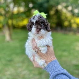 Bernedoodle and Goldendoodle Puppies from Allie's Southern Doodles