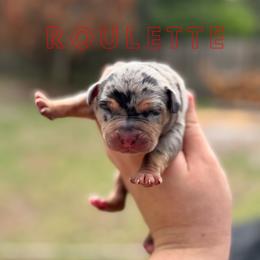 Roulette - Blue merle male Catahoula Leopard Dog puppy in Okeechobee, Florida from Lazy 44 Catahoulas