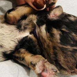 Girl 6 - Bernedoodle puppy in Macon County, North Carolina from Mountain Doodles