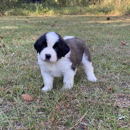 Saint Bernard Puppies from Magnolia Saint Bernards
