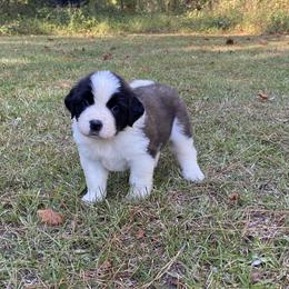 Saint Bernard Puppies from Magnolia Saint Bernards