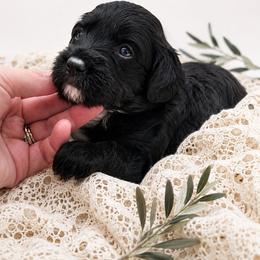 Mabel (Pink) - Black phantom female Aussiedoodle puppy in Byron, Georgia from Southern Olive Doodles 🫒