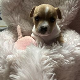 Sable pie girl 1 - Sable and white male Teddy Roosevelt Terrier puppy in Robards, Kentucky from Dream Tree Kennel
