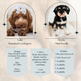 Cockapoo puppies from Vino and Vespa Doodles