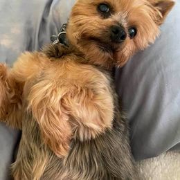 Yorkshire Terriers from Sheryl’s Yorkies