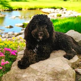 Mocha - Bernedoodle
