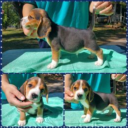 Beagle, Cardigan Welsh Corgi, and Pembroke Welsh Corgi Puppies from SM Corgis LLC