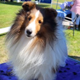 Ravi - Shetland Sheepdog
