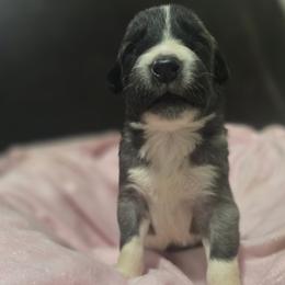 Anatolian Shepherd Dog Puppies from Florida Anatolian Shepherds