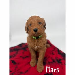 Mars - Red  male Goldendoodle puppy in Smithfield, Kentucky from KBK9 Kennels