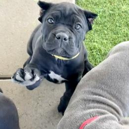 Yellow Collar Black Girl - Black female Cane Corso puppy in Ocala, Florida from Worldwide Kennels
