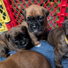 Black - Fawn male Boxer puppy in Titusville, Pennsylvania from Perry Hill Bullies