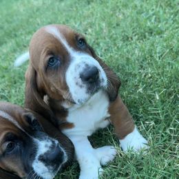 Basset Hound Puppies from AKC Basset Hounds Puppy