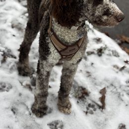 Old English Sheepdog, Poodle, and Sheepadoodle Puppies from Love Tallulah Sheepadoodles LLC