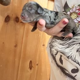Dapple girl 2 - Dapple female Dachshund puppy in Canastota, New York from Diamond Dachshunds