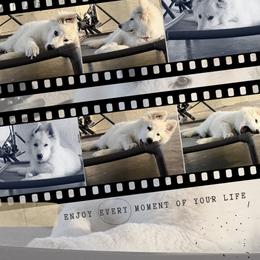 Lyla - White female Berger Blanc Suisse puppy in Brooksville, Florida from Vom Hundhaus Shepherds