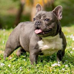 French Bulldogs from Heaven Sent Frenchies