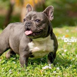 French Bulldogs from Heaven Sent Frenchies
