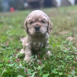 Boy 1 - Buff male Cocker Spaniel puppy in Spotsylvania, Virginia from Wilkshire Farm