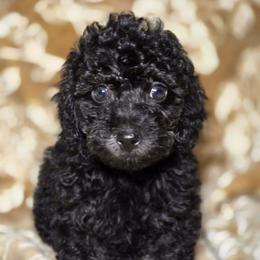 Enzo - Black male Cockapoo puppy in West Point, Mississippi from Golden Paws