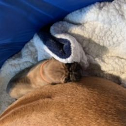 Rhodesian Ridgeback Puppies from Lyonnese Rhodesian Ridgebacks