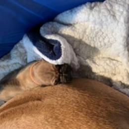 Rhodesian Ridgeback Puppies from Lyonnese Rhodesian Ridgebacks