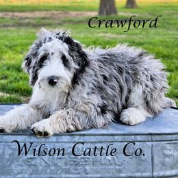 Crawford - Blue merle male Aussiedoodle puppy in Lancaster, Minnesota from Wilson Cattle Co.