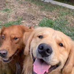 Golden Retriever All Grown Up from Trisha Ferris' Golden Retrievers