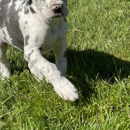 Great Dane Puppies from BkB’s House of Danes
