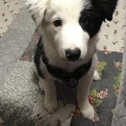 Border Collie Puppies from Cahill’s Canines
