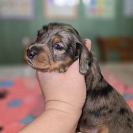 Girl 2 - Dapple female Dachshund puppy in Atlanta, Texas from Circle K Doxies & Aussies