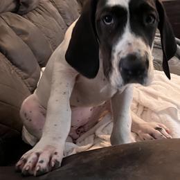 Great Dane Puppies from Blackmon Family Danes