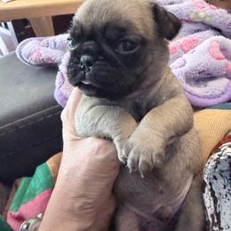 Finn - Fawn male Pug puppy in Moorefield, West Virginia from Wratchford Farms