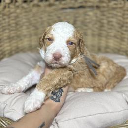 GLOCK - Red male Bernedoodle puppy in Corpus Christi, Texas from The Henke Doodles