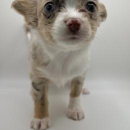 Bracco Italiano and Chihuahua Puppies from Snow Peak Kennel