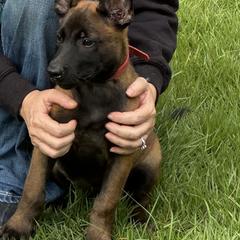 Red collar boy - Mahogany male Belgian Malinois puppy in Citra, Florida from Dark malinois puppies for sale
