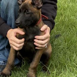 Red collar boy - Mahogany male Belgian Malinois puppy in Citra, Florida from Dark malinois puppies for sale