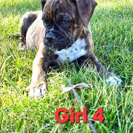 Girl 4 - Brown brindle female Olde English Bulldogge puppy in Lebanon, Tennessee from Old Hickory Farm Bulldogges