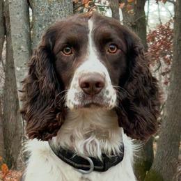 Kayce - English Springer Spaniel
