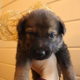 German Shepherd Puppies from Thornock Shepherds
