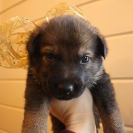 German Shepherd Puppies from Thornock Shepherds