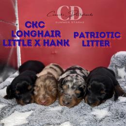 Dachshund Puppies from Camacho_Dachshunds