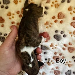 Boy 5 - Red brindle male Whippet puppy in Redmond, Oregon from Chappelle Whippets
