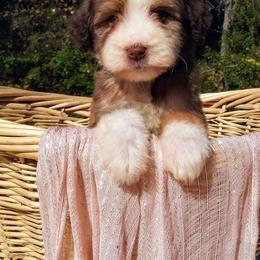 Bernedoodle and Aussiedoodle Puppies from Lillybee
